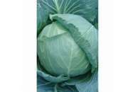 Зеус (Гелиос) F1 - капуста белокочанная, Moravo Seed фото, цена